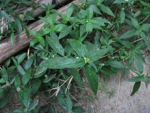 台灣黃猄草 台灣黃猄草