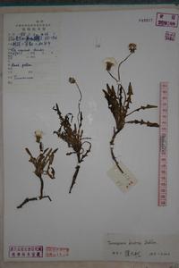 雙角蒲公英 雙角蒲公英