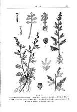 大頭柔毛蒿（變種）