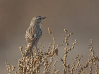 大嘴石鵖 大嘴石鵖