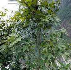 兩型葉乳源槭(亞種) 兩型葉乳源槭(亞種)