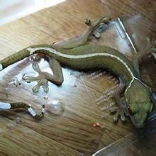 白線壁虎 白線壁虎