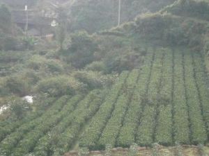 嶺乾自然村 嶺乾自然村