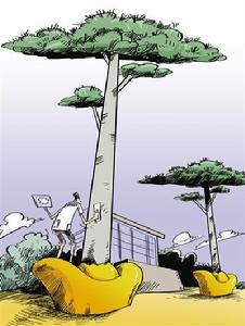 山寨迎客松 山寨迎客松