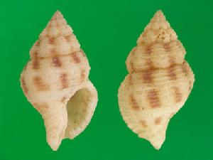 華格納氏峨螺 華格納氏峨螺