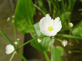 大花皇冠 大花皇冠