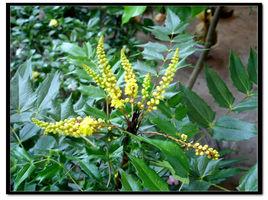 刺黃柏[毛茛目小檗科植物]