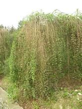 齒苞矮柳 齒苞矮柳