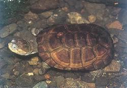 非洲沼澤側頸龜 非洲沼澤側頸龜