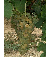 Muscadelle Muscadelle