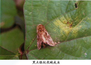 黑點銀紋夜蛾 黑點銀紋夜蛾