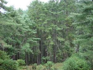 雜木溝村生態山林