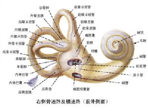 （圖）內耳