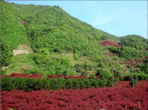 花灣森林公園 花灣森林公園
