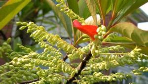 櫻葉杜英（原變種）