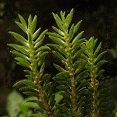 柔軟馬尾杉 柔軟馬尾杉