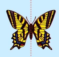 蝴蝶也是一種軸對稱圖形