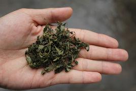 酸棗葉茶 酸棗葉茶