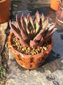 紅蠟東雲 紅蠟東雲