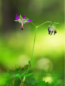 滇老鸛草 滇老鸛草