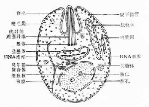 鞭毛蟲綱 鞭毛蟲綱