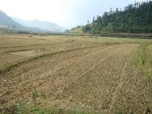 下石灰窯自然村-耕地