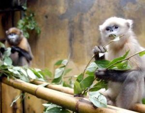 金絲猴自然保護區