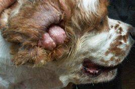 犬外耳炎 犬外耳炎