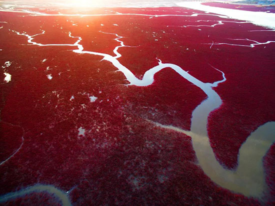 中國有片世界獨一無二的紅色海洋,秋天,你看上一眼,便會心動!