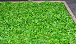 蒙頂大甘紅 蒙頂大甘紅