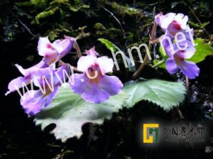 寧化唇柱苣苔 寧化唇柱苣苔