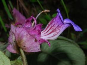 三苞唇柱苣苔 三苞唇柱苣苔