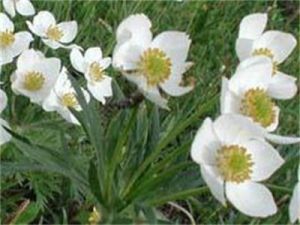 條葉銀蓮花 條葉銀蓮花