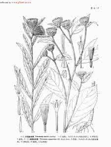 灰青斑鳩菊內酯B