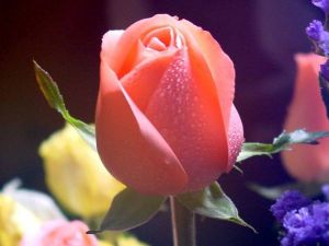 （圖）聖誕玫瑰