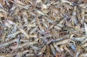 三特龍蝦苗 三特龍蝦苗