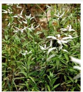 毛香火絨草細莖變種