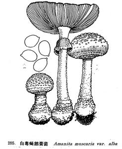 白毒蠅鵝膏菌 白毒蠅鵝膏菌