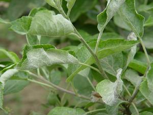 蘋果白粉病 蘋果白粉病