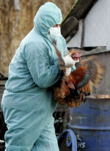 撲殺H5N1感染的家禽