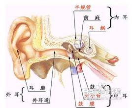 血管性耳鳴 血管性耳鳴