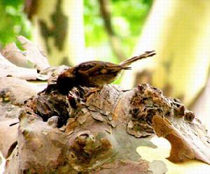 ［樹］麻雀育雛　攝影/joulus