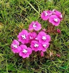 春丕馬先蒿 春丕馬先蒿