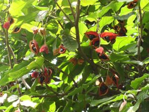 屏邊蘋婆 屏邊蘋婆