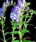 Scutellaria baicalensis