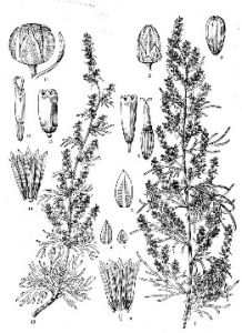 柔毛蒿(原變種) 柔毛蒿(原變種)