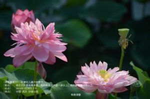 大花香草 大花香草