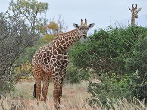 長頸鹿馬賽亞種