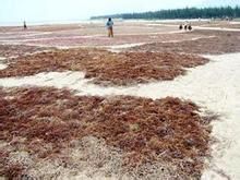 麒麟菜自然保護區 麒麟菜自然保護區