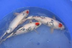 丹頂錦鯉魚 丹頂錦鯉魚